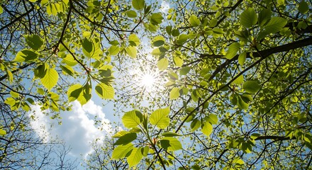 Looking Up at Green Leaves and Sky with Sunlight Bursting Through