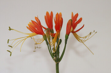 Closeup of Eucrosia bicolor red flowers on white background. This species of plant found in Ecuador and Peru.