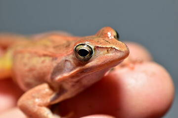 Ground frog in human hands on grey background.