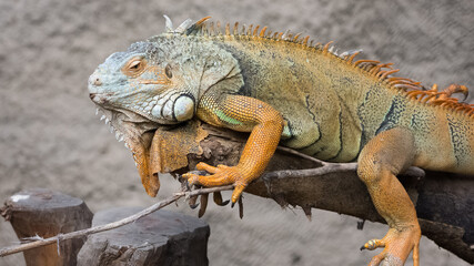 warm climate animals and chameleons
