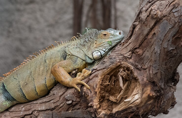warm climate animals and chameleons