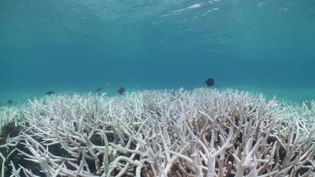 Close-up of coral bleaching on a reef. Consequences of climate change in the ocean.