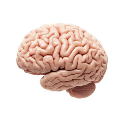 Isolated Human Brain on PNG Transparent Background
