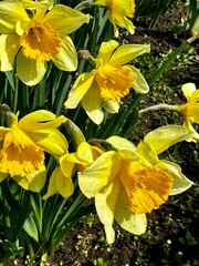 Obraz premium yellow daffodil flower in the garden