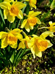 yellow daffodil flower in the garden