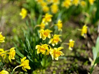Obraz premium yellow daffodil flower in the garden