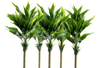 Three tall, slender plants with bright green leaves and yellow outlines, against a solid transparent background