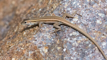 photos of lizards sunbathing on Stone