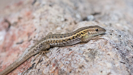 photos of lizards sunbathing on Stone