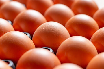 Close up chicken eggs in plastic tray