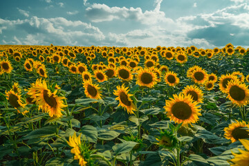 Obraz premium Close-up of sunflowers facing the sun in the field.Organic food production.Oilseed crop.