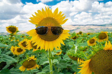 Close-up of sunflowers looking at the sun in the field. The flower is wearing glasses. Funny look.