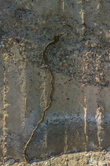 Dry root in front of Weathered Cheap Uneven Concrete Surface with Pebbles under tangential harsh...