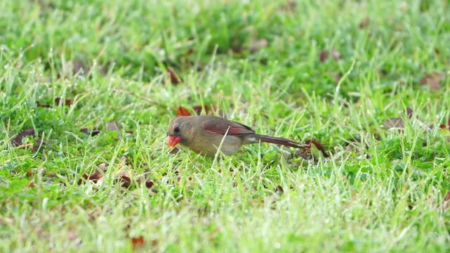 Solo Female Cardinal Feeding - Bright Green Lawn Setting