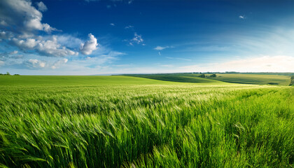 Fototapeta premium green field and blue sky