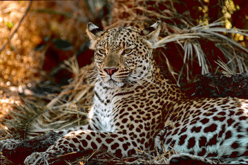 leopard in the grass