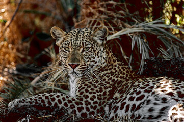leopard in the grass