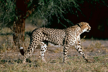 cheetah in the grass