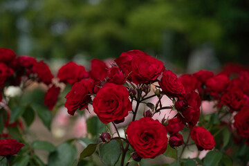 日本の岡山で見れるバラ園のバラ