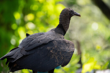 Black vulture (Coragyps atratus) in sharp profile against lush foliage