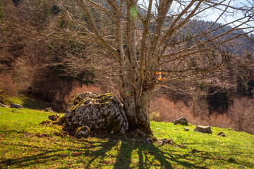Sentier du char, Bellecombe-en-Bauges