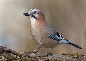 Sunny Eurasian Jay (garrulus glandarius) stands on bark of trunk in early spring forest