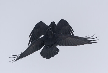 Pair of Common Ravens (corvus corax) playing together high in sky with stretched wings and tail 