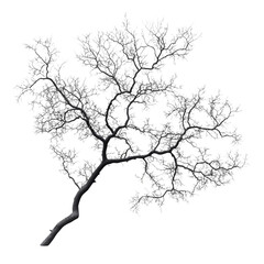 Fototapeta premium Black and white tree branches with intricate patterns isolated on transparent background, cutout png