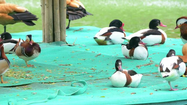 different water birds at horizontal composition