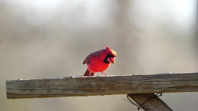 Cardinal Eating in Golden Light - Male, Bird Table Close-Up (Bokeh)