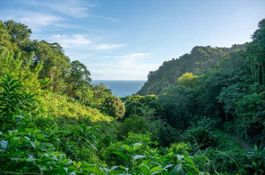 View over jungle outside of Grand'Riviere on north coast of Martinique along coastal hiking trail in the Caribbean.