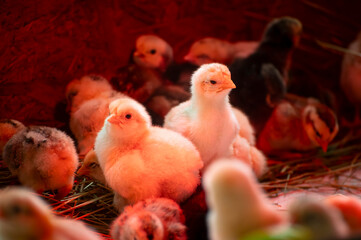Two-day-old chicks nursery under the red heating lamp, chicks of different breeds, various colors © mihai