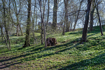 Wood anemone flowering in waterfront park Åbackarna along Motala Stream in Norrköping during spring in Sweden. Norrköping is a historic industrial town.