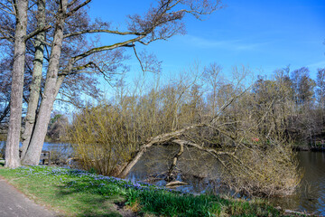 Squill flowering in waterfront park Åbackarna along Motala Stream in Norrköping during spring in Sweden. Norrkoping is a historic industrial town.