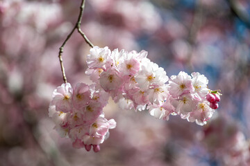 Cherry blossom in the city center of Norrköping during spring 2025. Norrköping is a historic industrial town in Sweden.