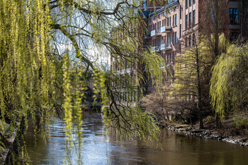 Weeping willows along Motala Stream and the historic industrial landscape during early spring in Norrköping, Sweden 