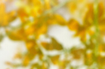 Leaf shadow and light on wall grey background. Nature tropical leaves plant tree branch shade sunshine. Sunlight on white wall texture for background wallpaper, shadows overlay effect foliage mockup