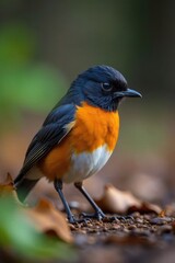 Fototapeta premium Cape Robin Chat intensely focused, head cocked, searching leaf litter , foraging, detail