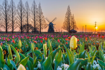 朝日に染まるあけぼの山農業公園のチューリップと風車
