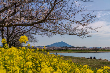埼玉県筑西市母小島遊水地から菜の花畑と桜に彩られる筑波山