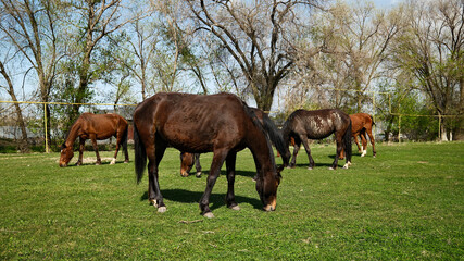 Horses grazing in meadow pasture with trees in background