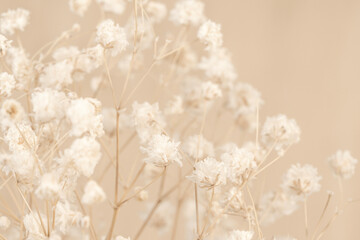 Gypsophila dry tiny little white flowers light macro