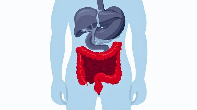 Human digestive organs isolated on white background cartoon video. Human internal organ such as pancreas, liver, stomach, gallbladder, small intestine, and large intestine. Animation video for kids. 