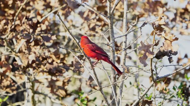 Vibrant Male Cardinal Perched - Golden Light, Swaying Twig