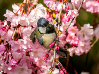 桜とシジュウカラ