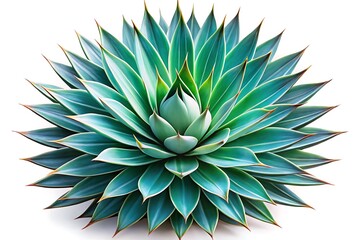 Obraz premium Teal Agave Plant Isolated, Succulent with Sharp Pointed Leaves, Tropical Foliage