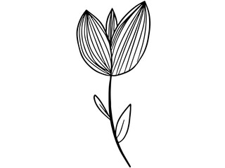 Sketch Line Art Unique Tulip and Leaves 
