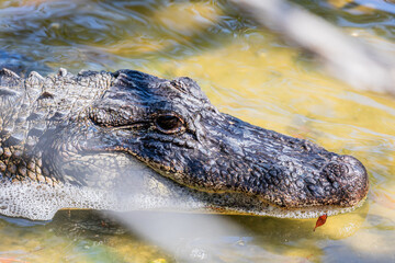 Close up zoom in Alligator head