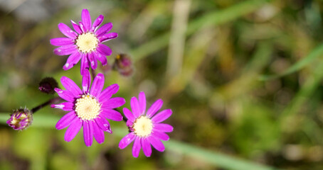 Fototapeta premium Pericallis tussilaginis flowering plant in the family Asteraceae native to the Canary Islands and Madeira, close up.Selective focus.