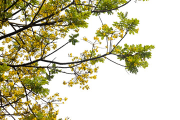 green leaves and flower isolated on transparent